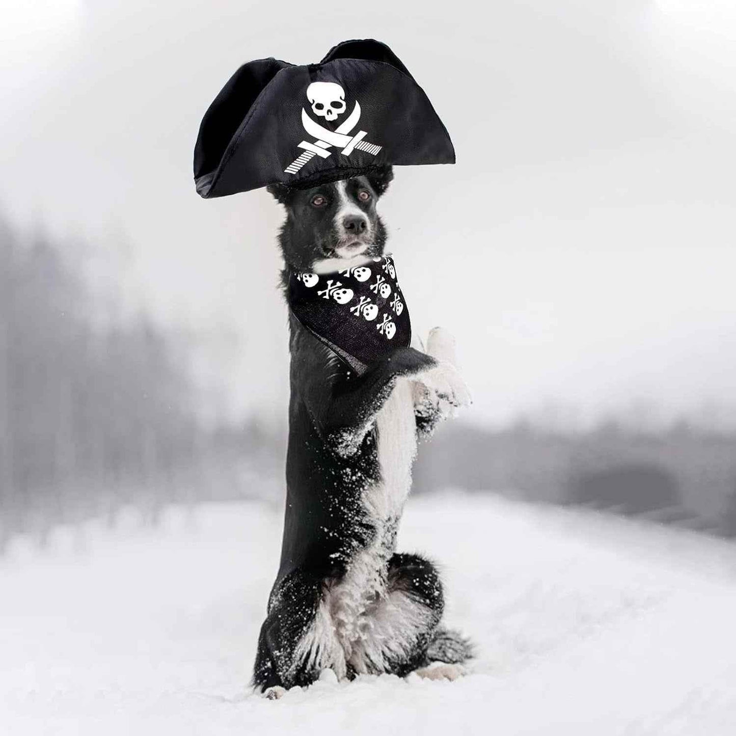 Premium Pet Pirate Costume - BINZAAR