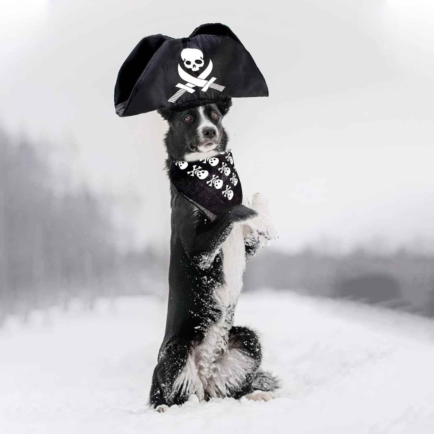 Premium Pet Pirate Costume - BINZAAR