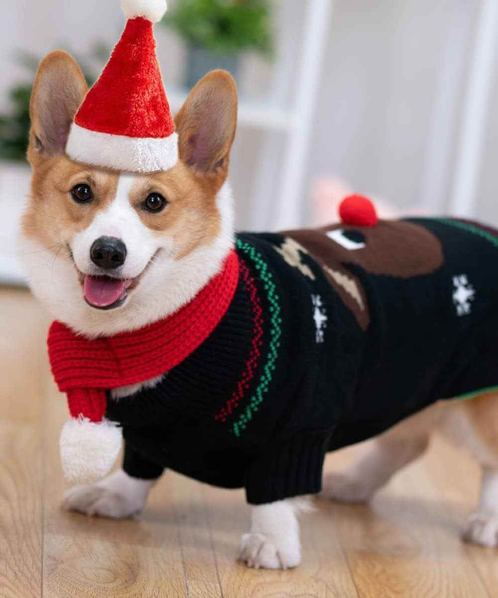 Festive Dog Christmas Set - BINZAAR